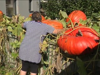 Skutočne veľký symbol jesene. Aký osud čaká gigantické tekvice?