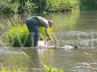 Z Hrona vytiahli už viac ako 5 ton uhynutých rýb. Bioplynovej stanici hrozí pokuta v stotisícoch