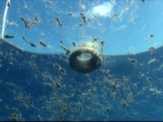 V Indonézii zahynula veľryba, mala v žalúdku takmer 6 kíl plastov