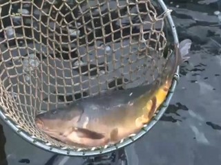 Pre predajcov rýb, kvetov, či koláčov, začalo obdobie Vianoc smutne