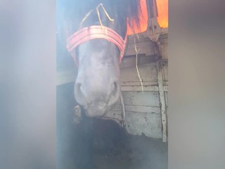 Pri Zvolene zastavovali kamióny. V dodávke sa viezol kôň