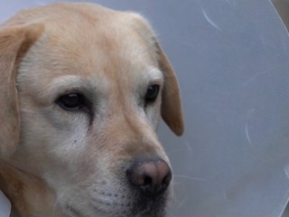 Psa postrelili počas dňa, majitelia nevedia, kto by bol schopný takto ublížiť