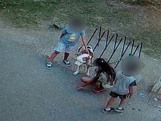 VIDEO: V Snine dohrýzol pes 13-ročného chlapca