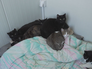 Zvieratá v mrazoch bojujú o život. Pomoc verejnosti je kľúčová