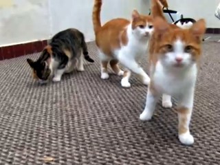 Pyrotechnika je pre zvieratá stresujúca i nebezpečná, pripomínajú ochranári