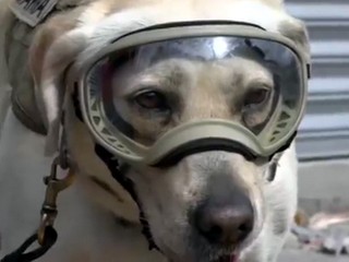 Labradorka Frida zachránila 12 životov. Pre ľudí je hrdinkou