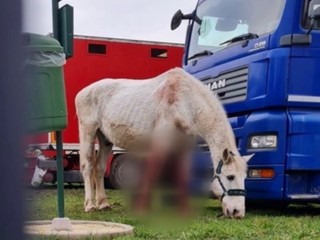 Známy český cirkus čelil obvineniu z týrania zvierat. Zisťovali sme, či je to pravda