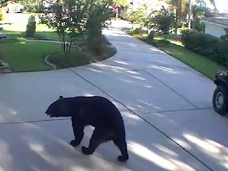 VIDEO: Medveď sa ulakomil na pivo