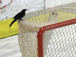 Keď aj vták opustí nitriansku klietku...