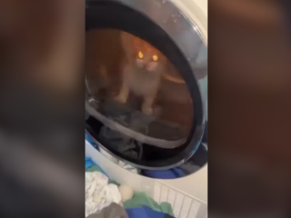 Mladíci zavreli mačku do sušičky a utýrali ju na smrť. Celú hrôzu si so smiechom natáčali