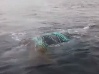 Veľryba uviazla v rybárskych sieťach. Zachraňovali ju hodiny