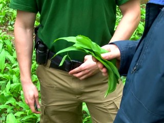 Trhanie medvedieho cesnaku vás môže vyjsť draho