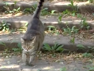 Kto ubližuje bezbranným zvieratkám? V obci sa objavili dva prípady zranených mačiek