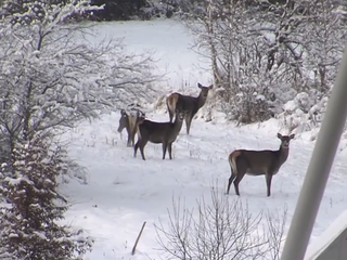 Mrazivé počasie trápi zver: Na severovýchode Slovenska hľadá potravu blízko ľudí