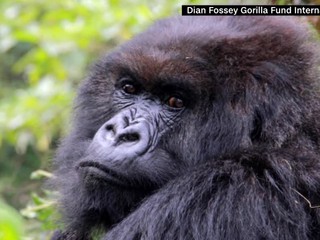 Posledná gorila zo známeho filmu Gorily v hmle je po smrti