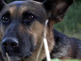 Sučku našli postrelenú. Ležala v blate a chladila si nohu