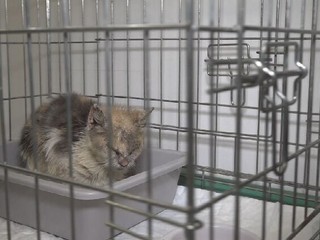 Eutanázia alebo motyka: Veterinárka zasiahla, aby ochránila mačku pred krutým osudom