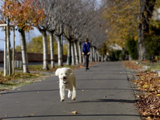 V Kórei likvidujú psie bitúnky. Ročne tam skonzumujú milión psov