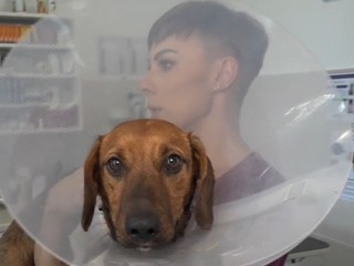 Túlavého psíka zrazilo auto. Reakcia starostu vás prekvapí