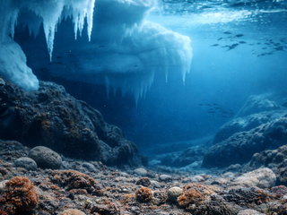 Pod ľadom Antarktídy sa skrýva tvor ako z nočnej mory