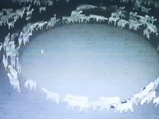 Ovce už dva týždne krúžia ako zombie v dokonalom kruhu: Ani vedci nevedia nájsť vysvetlenie choroby