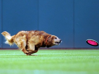 Pes si ukradol šou a stal sa najlepším hráčom zápasu