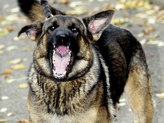 Pes sa zahryzol mužovi do ruky, nechcel sa pustiť. Napadnutý vbehol do vody, vlčiaka utopil