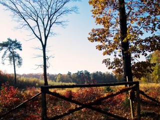 Slovensko prijalo zákon, ktorý by mal sprísniť kontrolu výrubu a predaja dreva z lesov