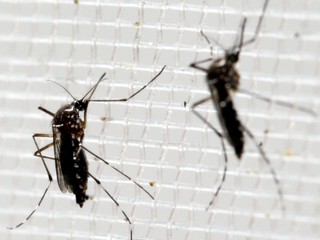 Západonílska horúčka v blízkosti Slovenska. Po Maďarsku a Rakúsku je už aj v Česku