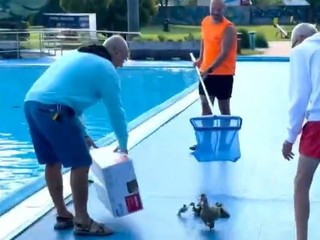 VIDEO: Kačacia rodinka na kúpalisku