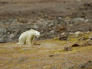 VIDEO: Vymierajú ľadové medvede a s nimi celý polárny ekosystém