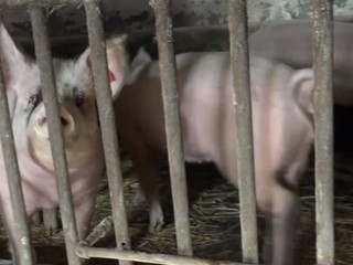 Pri Partizánskom obyvatelia žijú v pachu a pri množstve hlodavcov.  Sused chová nelegálne ošípané