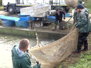 Rybári začali s výlovom vianočných rýb, ceny sa môžu tento rok zvyšovať