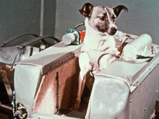 Tragický osud prvého psa vo vesmíre: Lajka sa upiekla zaživa