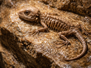 Vedci našli jaštera starého 289 miliónov rokov