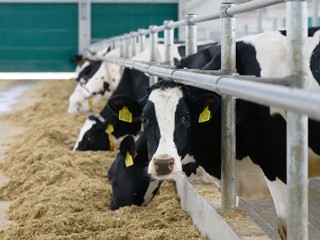 Slovenské mlieko pod tlakom: Ceny padajú, zásoby rastú. Hrozí koniec chovateľov?