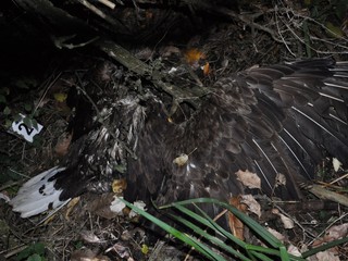 Na poli v obci Neded našli policajti tri uhynuté dravce