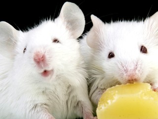 Z policajných skladov zmizlo pol tony marihuany. Myši ju zožrali, tvrdia príslušníci