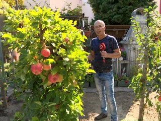 V Bratislave pestujú figy, banány a aj kiwi