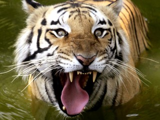Z Bioparku na Hradecku utiekli dva tigre a lev