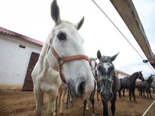 Zaujímavé využitie konského trusu: V tejto dedine z neho vyrábajú brikety