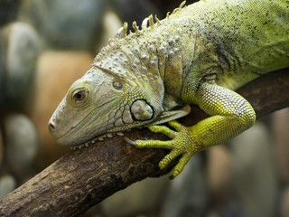 Na Floride je taká zima, že zo stromov padajú leguány