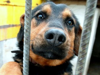 Adopciu psov komplikujú čipy