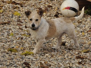 V Trenčianskej Turni sa stratil Majko. Pomôžte nájsť plachého psa