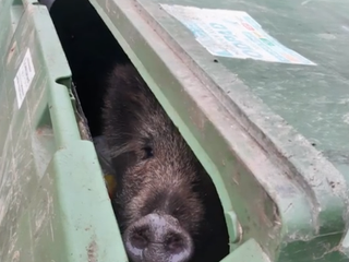 Kuriózny prípad v Žiline: v kontajneri našli divú sviňu