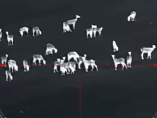 Poľná zver ničí poľnohospodárom úrodu. Agrorezort povolil zakázané spôsoby lovu