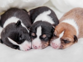 Veľký výskum vedcov, či nás psy a mačky skutočne dokážu milovať