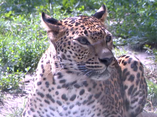 Príbeh lásky z bratislavskej ZOO: Cestu si k sebe hľadajú dva leopardy