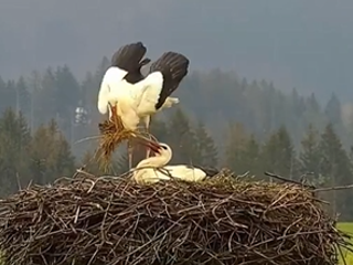 VIDEO: Milostná dráma v hniezde. Bocian to sokovi nedaroval
