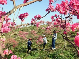FOTOGALÉRIA: Jar v Číne je rozprávková